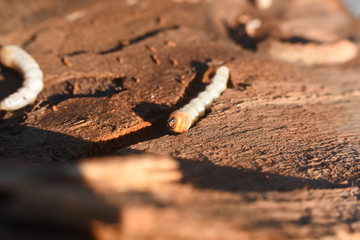 Wood worm make damage. Bark beetle larvae under the bark.  Insect pest spoils material