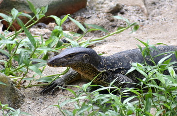 Large monitor lizard on the bank of a river