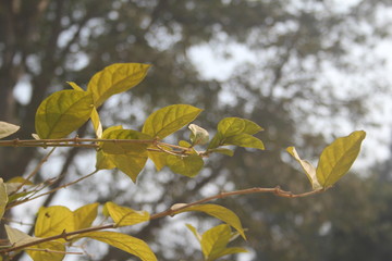 autumn leaves on blue background