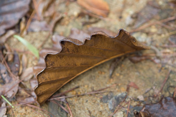 Beautiful withered leaf of an exotic plant.
