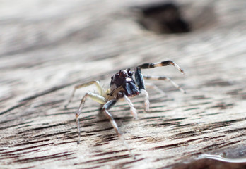 Macro of jumper spider