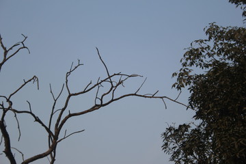dead tree in the sky