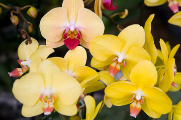 Obraz na płótnie Canvas Beautiful Thai exotic unusual orchid flowers close-up. Macro.