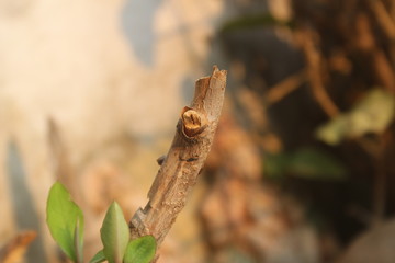 lizard on the tree