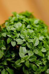 Bright green plant with small leaves in a pot in the interior. 