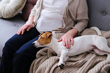 Emotional support animal concept. Portrait of elderly woman with jack russell terrier dog. Old lady...