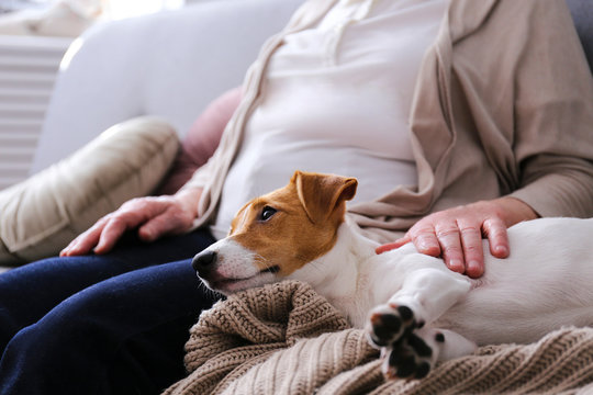 Emotional Support Animal Concept. Portrait Of Elderly Woman With Jack Russell Terrier Dog. Old Lady And Her Pet Sittinng On Grey Textile Sofa. Close Up, Copy Space, Background.