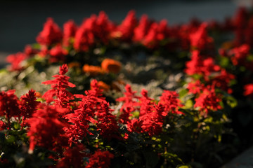 beautiful red flowers in the flowerbed on a sunny day. 