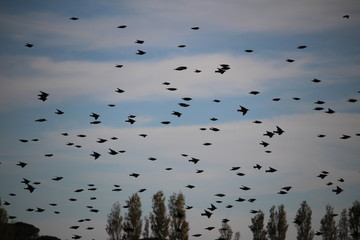 oiseaux en plein vol