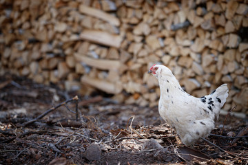 White chickens on a farm in nature. Hens on a free-range farm. Chickens walk in the yard of the farm against a background of birch trees stacked with firewood