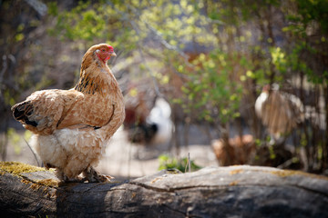 Pied chickens on a farm in nature. Hens on a free-range farm. Hens walk in the courtyard of the collective farm.
