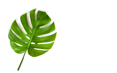 Naklejka na ściany i meble Tropical leaf monstera on a white background with space for text. Top view, flat lay