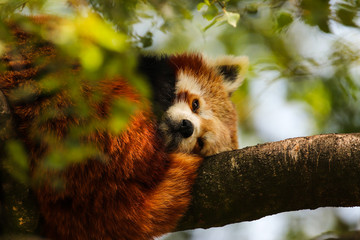 Red panda sleeping on a tree branch, looks at the camera. Endangered species.