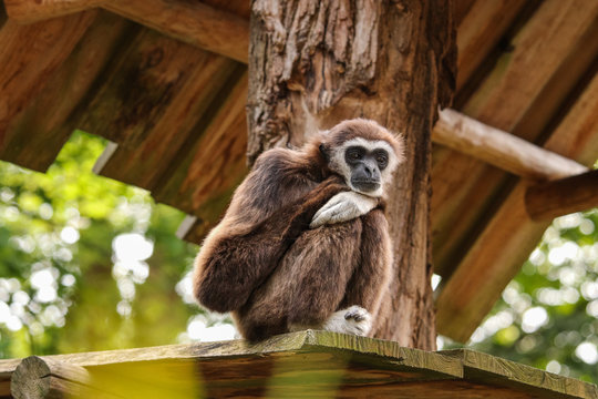 Lar gibbon (male) sitting on a wooden platform in a wildlife park