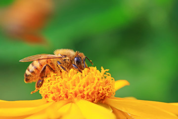 honeybee