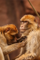 Couple of Barbary Macaque monkeys are grooming each other in beautiful lighting