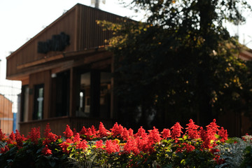 beautiful red flowers in the flowerbed on a sunny day. 