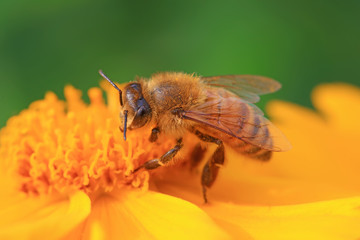 honeybee