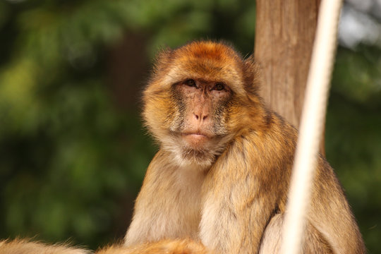 Beautiful portrait of a Barbary macaque (also known as Barbary ape or Magot) in a wildlife park