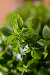 Bright green plant with small leaves in a pot in the interior. 