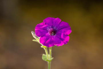 Obraz premium Petunia. Purple and violet petunia flower on a brown background on a sunny day. Petunia in the garden close-up.