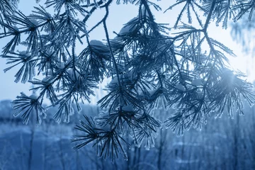 Winterwald mit Frost. Farbe des Jahres 2020 Classic Blue Pantone © Maya Kruchancova