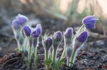 Pasque-flower begins to bloom