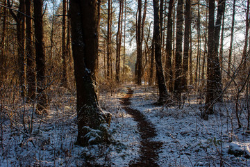 Surroundings of Grodno. Belarus. A path through a snowy forest after the first snow, a clear winter morning.