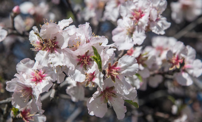 Lush almond blossom