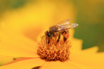 honeybee