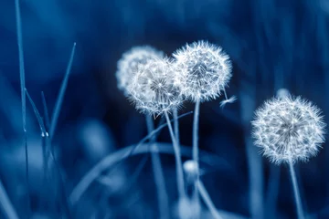 Schöne weiße, flauschige Löwenzahnblumen inmitten einer grünen Graswiese mit verschwommenem Hintergrund. Heller natürlicher Hintergrund der Sommer- oder Herbstnatur. Pantone Trendfarbe Jahr 2020 klassisch blau getönt © Kyryl Gorlov