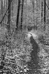 ..Winter landscape with a snowy forest and a firebox through the forest. Black and white version.