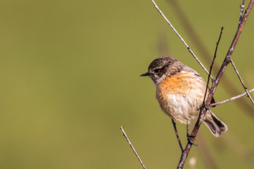 European stonechat (Saxicola torquatus)