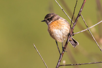 European stonechat (Saxicola torquatus)