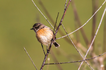 European stonechat (Saxicola torquatus)