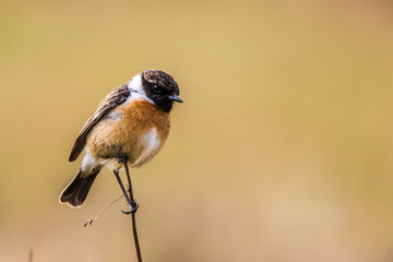 European stonechat (Saxicola torquatus)