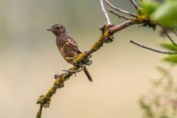 European stonechat (Saxicola torquatus)