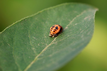 pupa of a ladybird