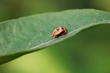 pupa of a ladybird