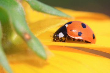 Coccinella septempunctata