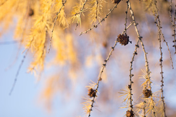 Cones on autumn yellow branches of spruce on a sunny day against a blue sky. Branches with yellow needles on an autumn sunny day.