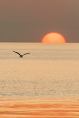 A Seagull flying towards the sun.