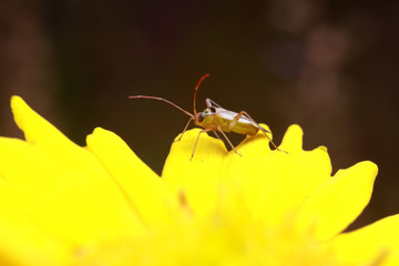 Miridae insect