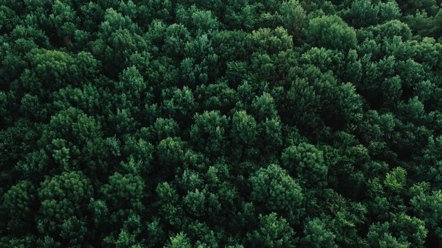 Texture background of great green forest view from above
