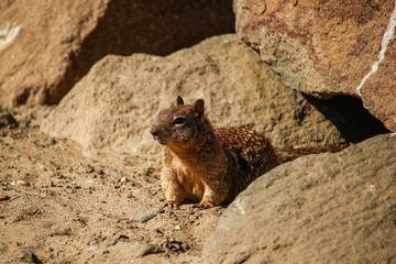 California ground squirrel also known as the Beechey ground squirrel at Morro Bay, California, USA