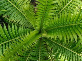 Fototapeta na wymiar Beautiful ferns leaves green foliage nature in forest.