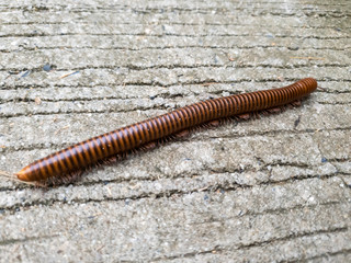 Diplopoda Millipede Phylum Arthropoda on cement background.