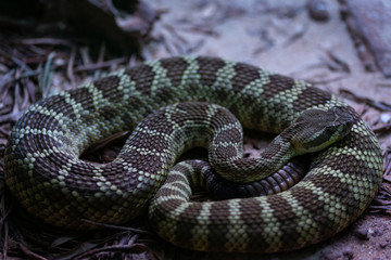 Epicrates angulife, Chilabothrus angulifer. This boa is endemic to Cuba. 