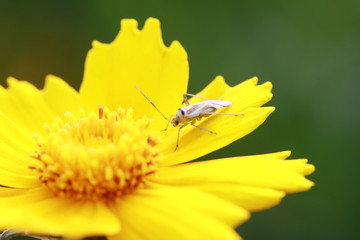 Miridae insect