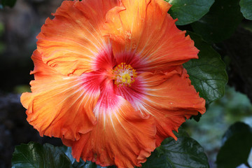 Hibiscus